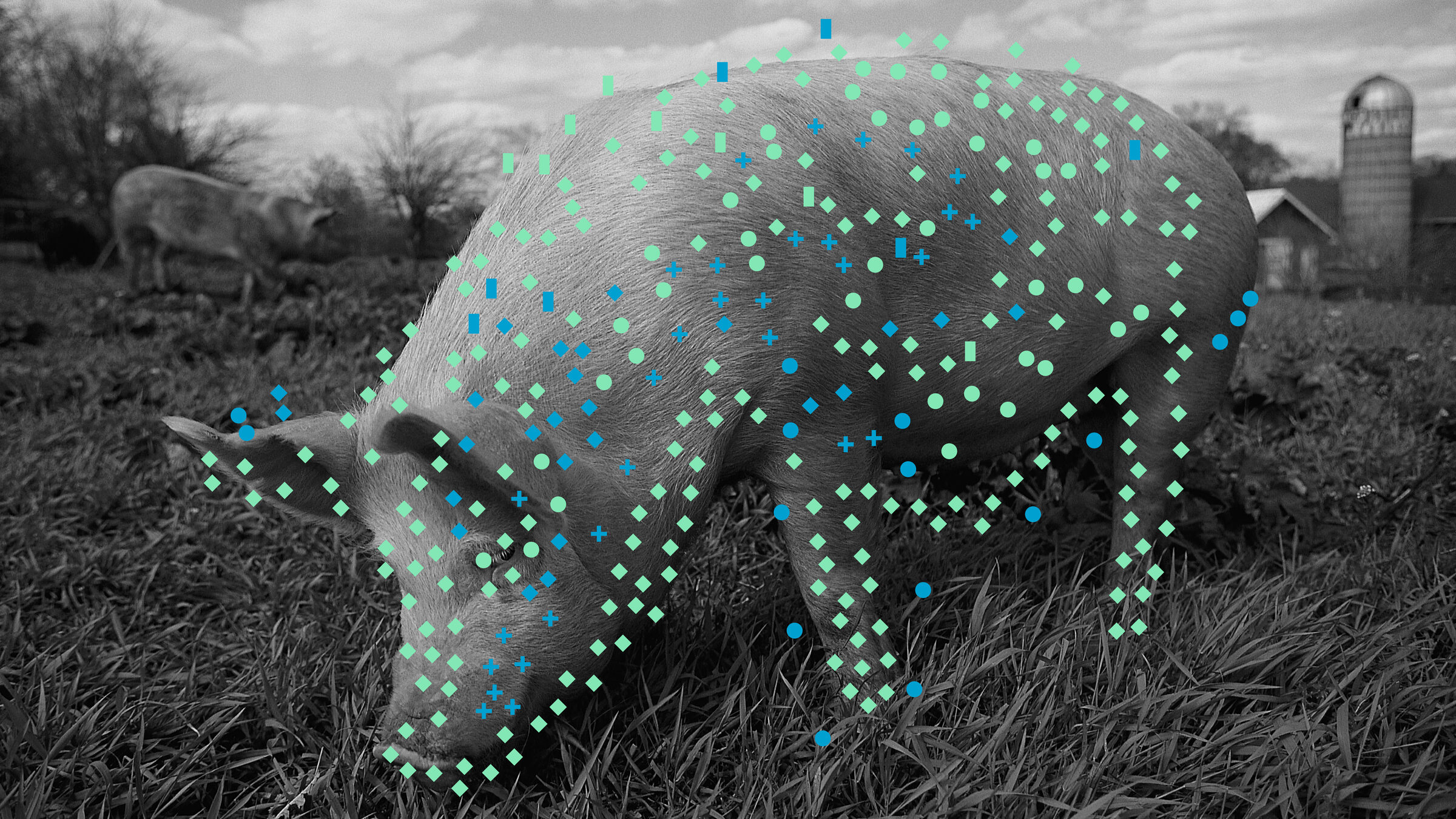 Cerdo monitorizado con marcadores visuales TAM